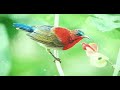 Pikat Burung Kecil Jebak Masteran Pancing Kolibri Pleci Konin Muncang Suara Jernih Mp3 - Mp4 Download
