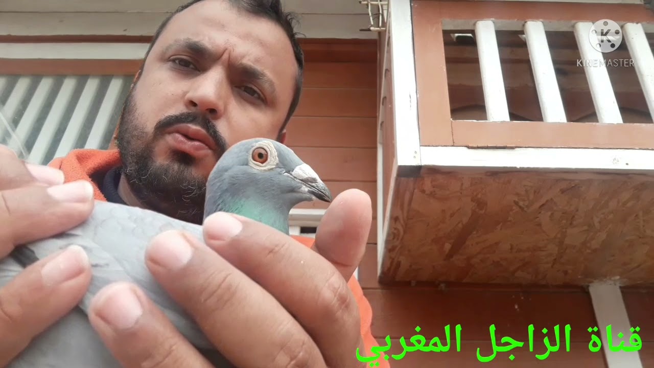 أقوى طريقة لعلاج السلمونيلا و الكوكسيديا بأقل تكلفة وبشكل فعال% 💯 🚱