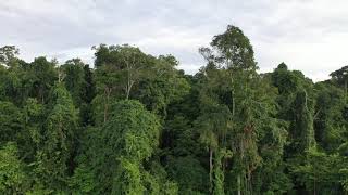 4K Epic drone footage of forest and farms in the Amazon Basin
