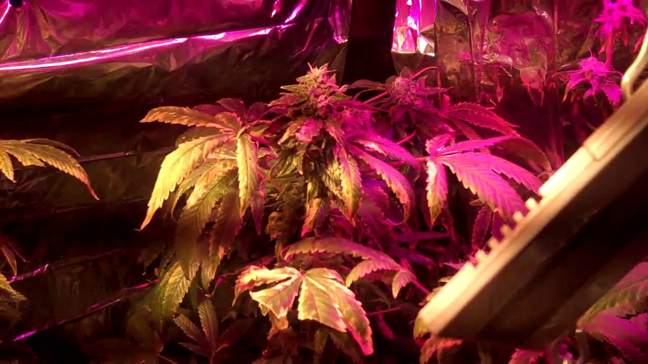 Last week of flowering Purple kush G.D.P and Skunk #5