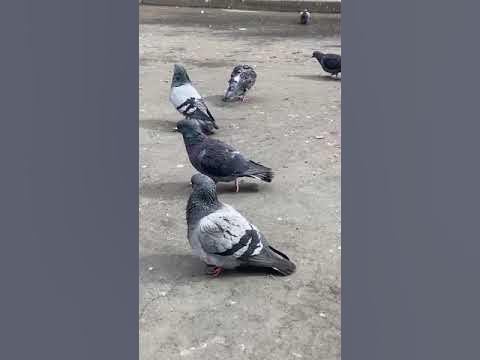 Хичкок. Птицы 😱 - YouTube