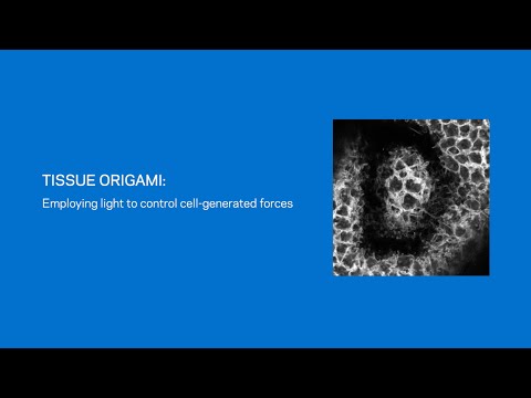 Tissue Origami: Using Light to Study and Control Tissue Folding