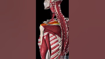 5 Best Rotator Cuff Exercises