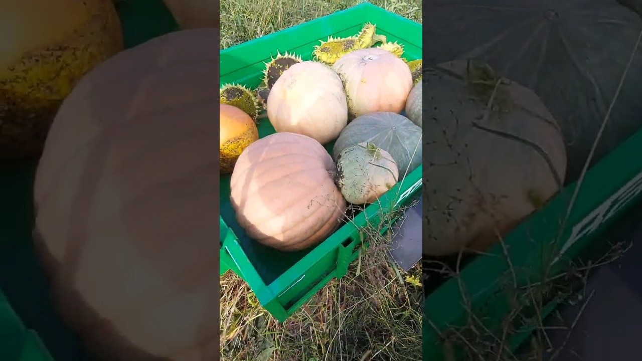 УБОРКА Урожая 2023! Гигантские ТЫКВЫ! 