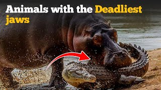 Animals with the Deadliest jaws | Jaws