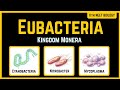 Eubacteria in One Shot 😳 | Part 6 l Helpful &amp; Harmful Bacteria | NCERT Biology