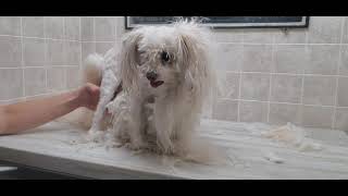Difficult Doggie Groom, Heavily matted Pomeranian/Poodle, fidgety with front feet, Dirty ears, #7