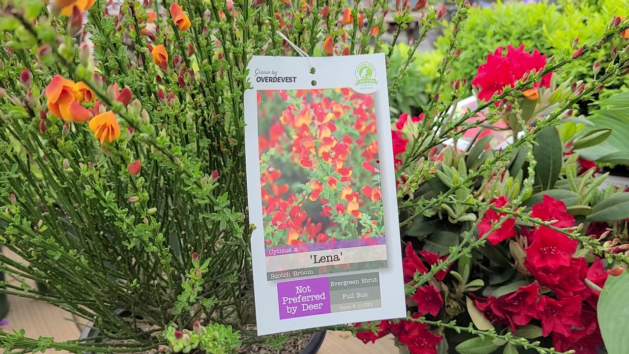 Cytisus 'Lena'  (Ornamental Broom) // EYE-CATCHING, Easy to Grow, Colorful Shrub for Sunny Sites
