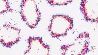 Cell Walls