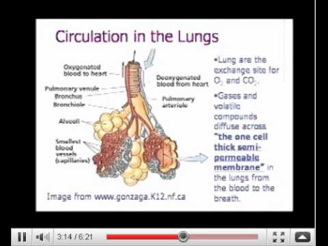 dui-blood-test|dui-lawyer-video|how-alcohol-enters-bloodstream|circulates-in-body-&-your-breath-test
