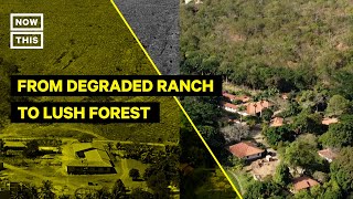 Degraded Property in Brazil Transformed Into Lush Forest