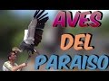 Aves del paraíso con Paco Navarro - Portaventura 2016
