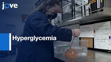 Immersion in Glucose to produce Prolonged Hyperglycemia | Protocol Preview