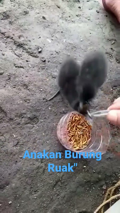 Ruak-Ruak anakan makan lahap banget