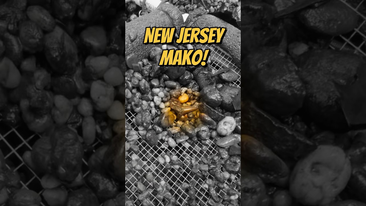 Finding BIG Fossils in Small Creeks! New Jersey Fossil Hunting!
