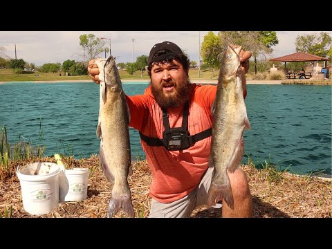 Stocked Channel Catfish