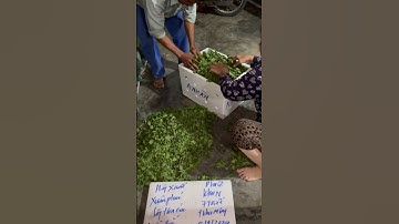 Hoa Cúc Giống A Nhàn Mầm Cúc Đại Đóa Pha Lê Ninh Giang Khánh Hòa Xuất Nam Định 13/9/2024 ÂL #shorts