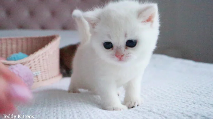 British Shorthair kitten named Kokos, 1 month old