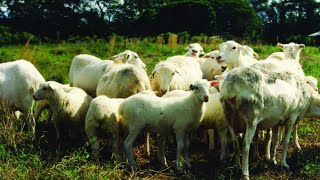 Raising Sheep for Wool – Shearing & Processing - Virtual Field Day