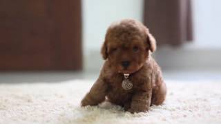 Red Tiny Toy Poodle by Devoue Kennel 18,495 views 7 years ago 1 minute, 31 seconds