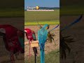 Papageien Fliegen Anfang Oktober Shorts Papageien Papagei Parrot Happy Parrots Freeflight mp3