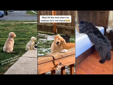 These dogs should be a hooman in the next life