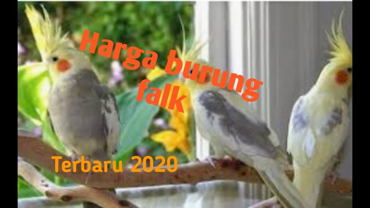 Harga Burung Falk Terbaru 2020 Mulai Dari Harga Baby Masih Lolohan Sampai Indukan Youtube