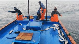 Pesca Exitosa de Bonitos con Señuelos de Vinilo y la Técnica del Curricán