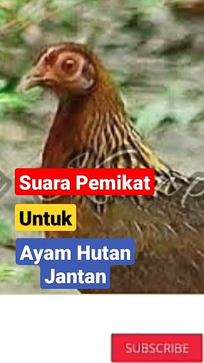 Suara Ayam Hutan Betina