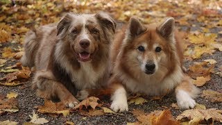 Dogs in Autumn 2018  slow motion | Australian Shepherd & Icelandic Sheepdog