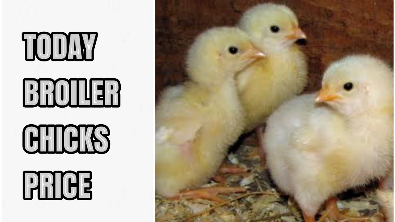 Today Poultry Chicks Price In Pakistan 20/06/22 chicks F&F