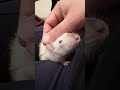 Sweet petting time with Rubiini the Rat 1/2