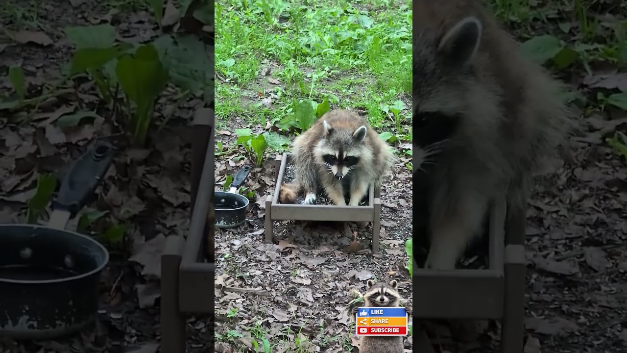 Raccoon Eating on Ground Feeder | Life with Stinker — Episode 6