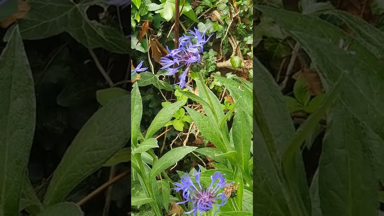 Centaurea Montana