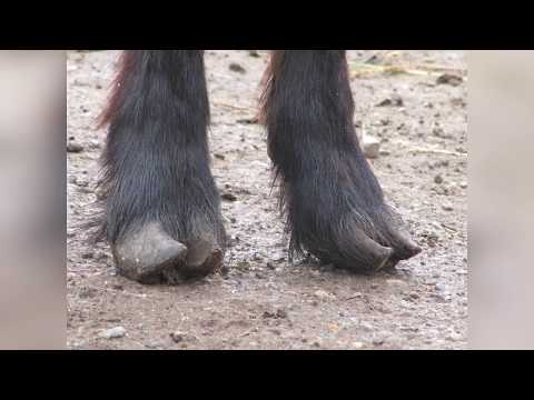 Видео: Как да се повиши и да се грижи за кози