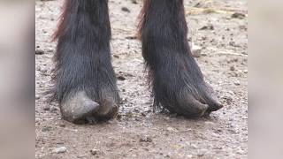 видео: Как подстричь копыта козе. картинка: Как подстричь копыта козе.