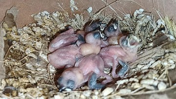 java brid breeding progress,,🥰🥰🥰