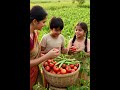 #रामू #अपनी #पत्नी #और#बच्चों  के साथ टमाटर तोड़ने का