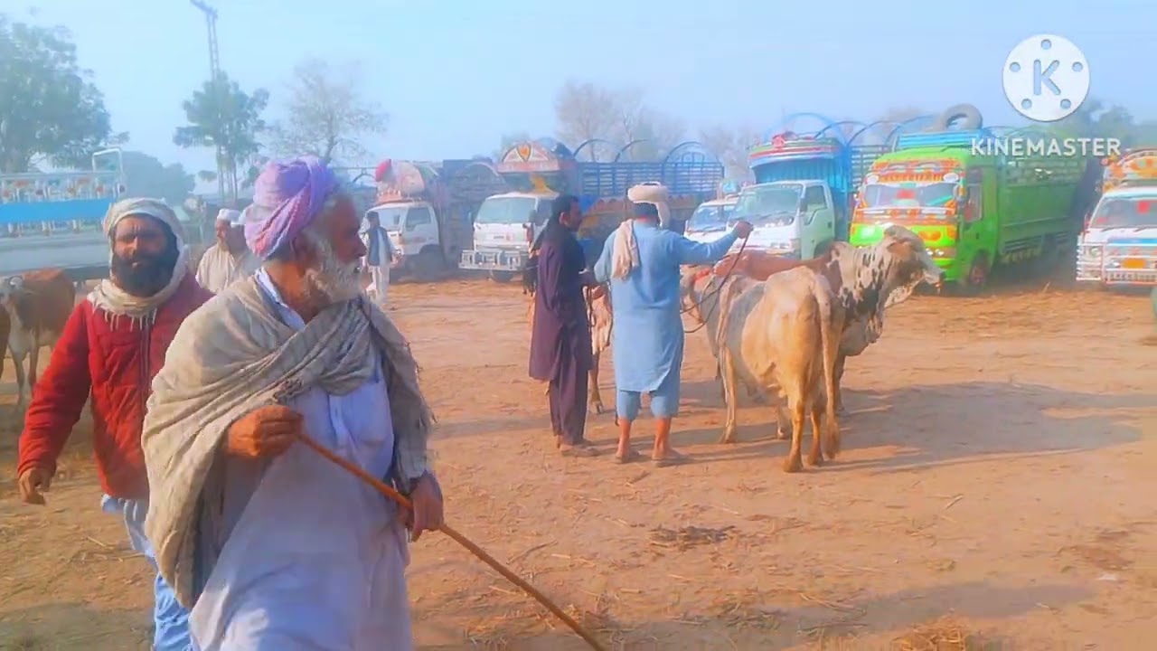 Moshe mall mandi shak van 