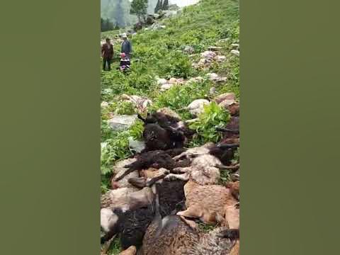 Боз учук Киргизия