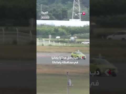 دب يتسبب بإغلاق مدرج مطار ياباني وإلغاء الرحلات
