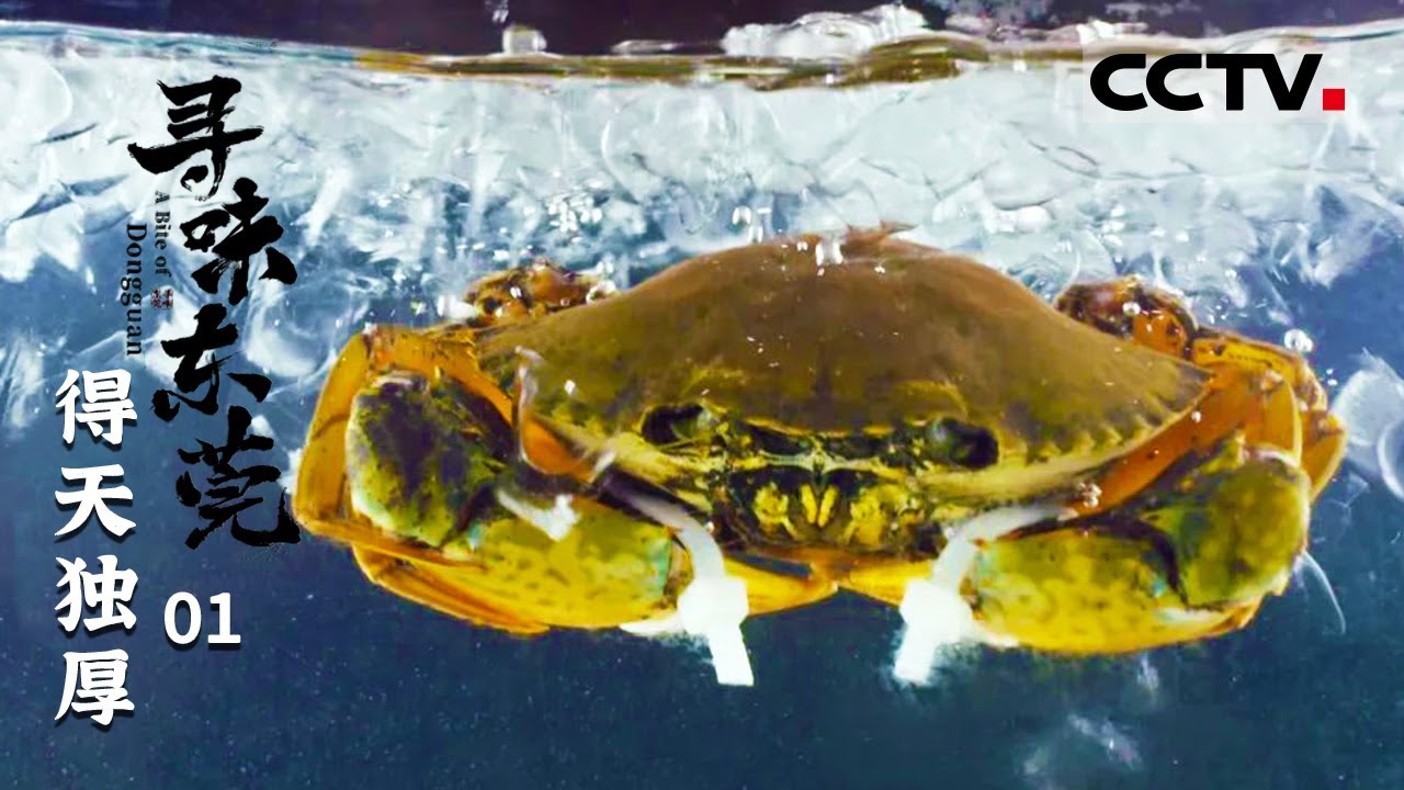 【ENG】《寻味东莞》第1集 比大闸蟹鲜 比帝王蟹贵！螃蟹中的极品你吃过吗？黄油蟹咬上一口全身爆黄膏 A Bite of Dongguan【CCTV纪录】