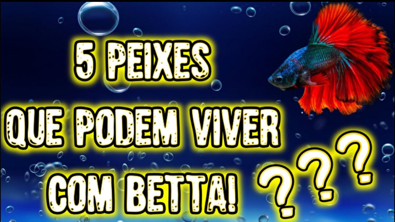 5 PEIXES COMPATIVEIS COM O BETTA!