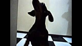 Dachshund Jumping - Cão Salsicha Cofap Pulando