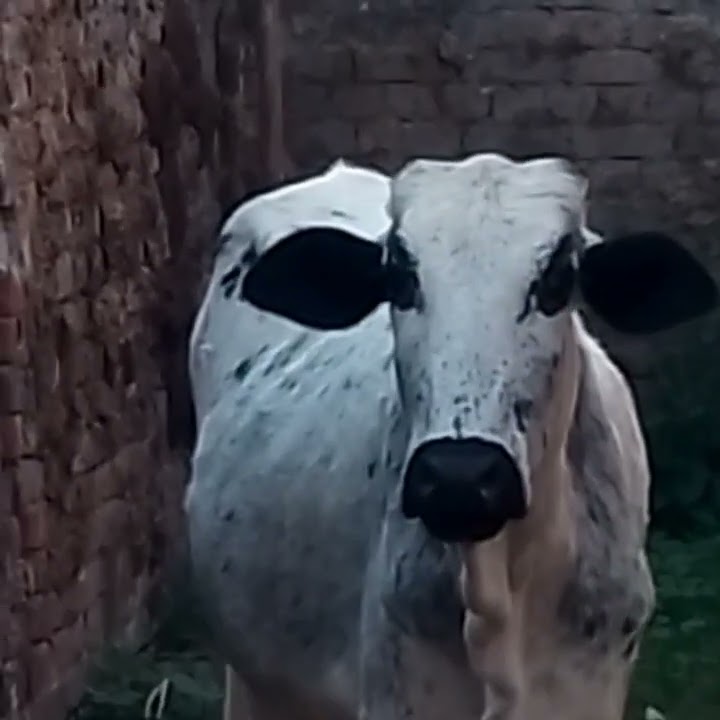 Afraid Cow #shorts #animals - YouTube