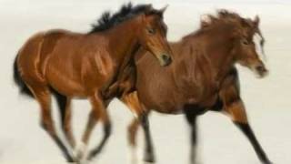 Quarter Horses The American Horse (100% Cowboy - Jason Meadows)