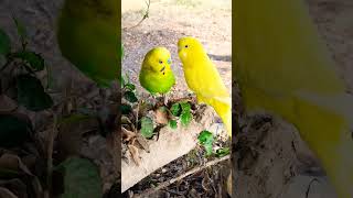 The Two Birds Are Chatting #Birds #Lovebirdsforever #Bird #Cuteparrot #Cutebird