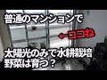 【水耕栽培大学】普通のマンションの窓際で水耕栽培で野菜が育つか検証!!