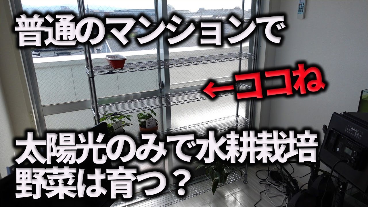 【水耕栽培大学】普通のマンションの窓際で水耕栽培で野菜が育つか検証!!