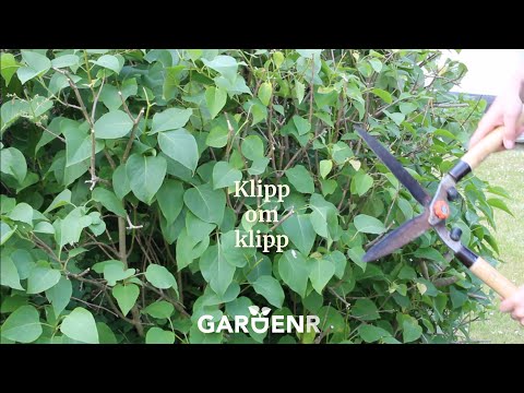 Video: När ska vi klippa vårblommande buskar?